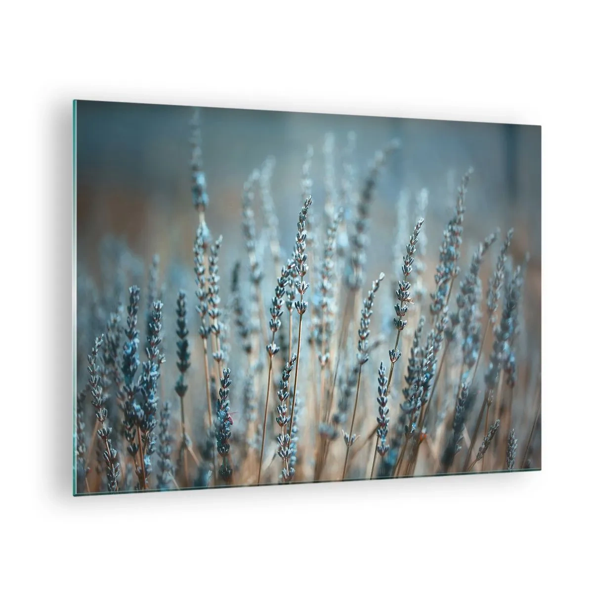 Obraz na skle - Pole levandule v měkkém, chladném světle - 70x50cm - Voňavý lán - Moderní nástěnná dekorace do obývacího pokoje a ložnice ARTTOR