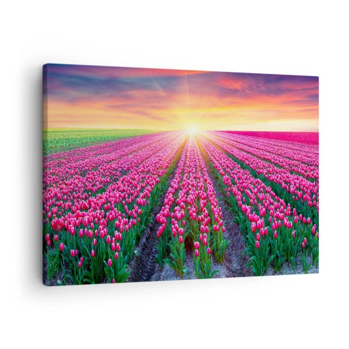Obraz na plátně - Pole tulipánů při západu slunce - 70x50cm - Farma krásy - Moderní nástěnná dekorace do obývacího pokoje a ložnice ARTTOR