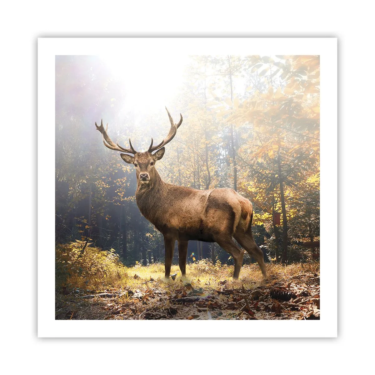 Plakát - Plné důstojnosti - 60x60 cm