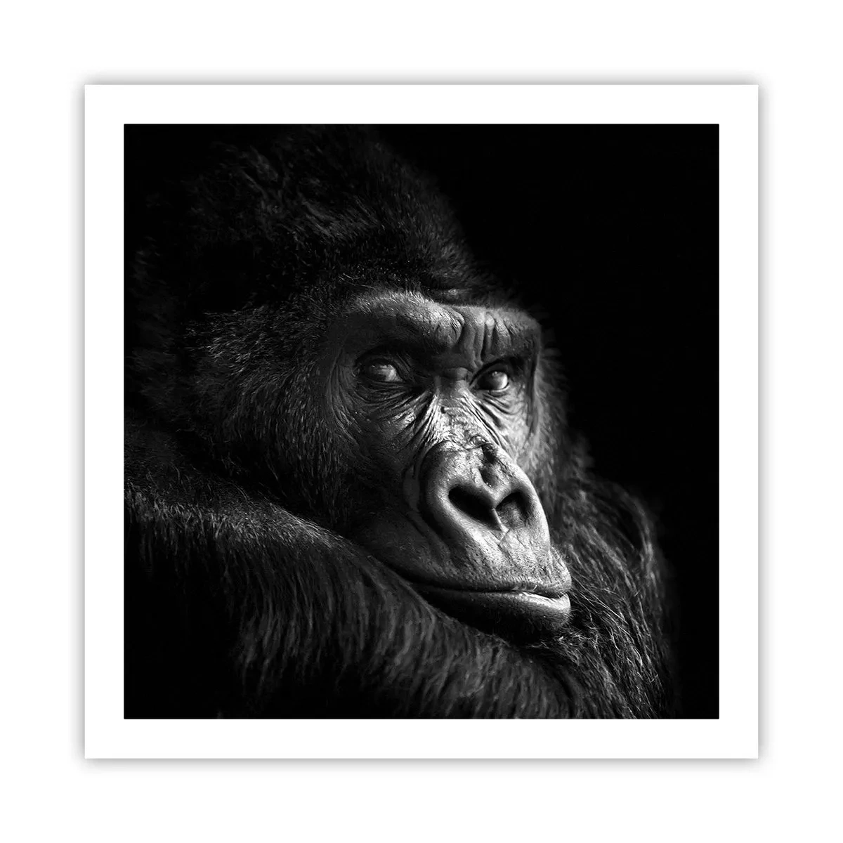 Plakát - Na co tak koukáš? - 60x60 cm