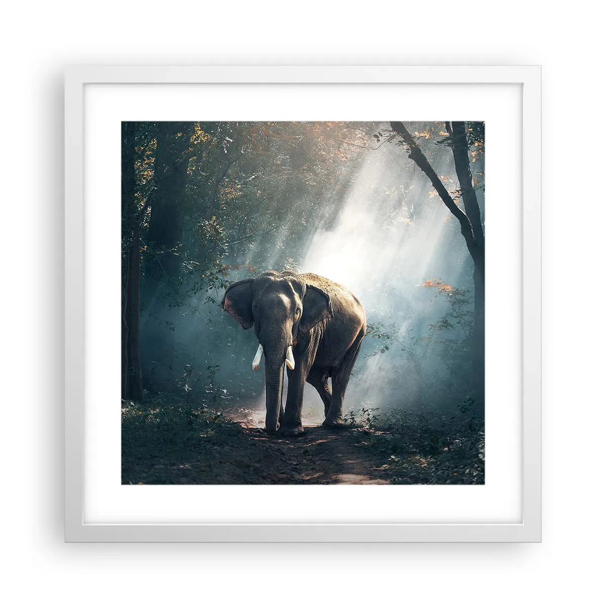 Plakát v bílém rámu - Klidná procházka - 40x40 cm