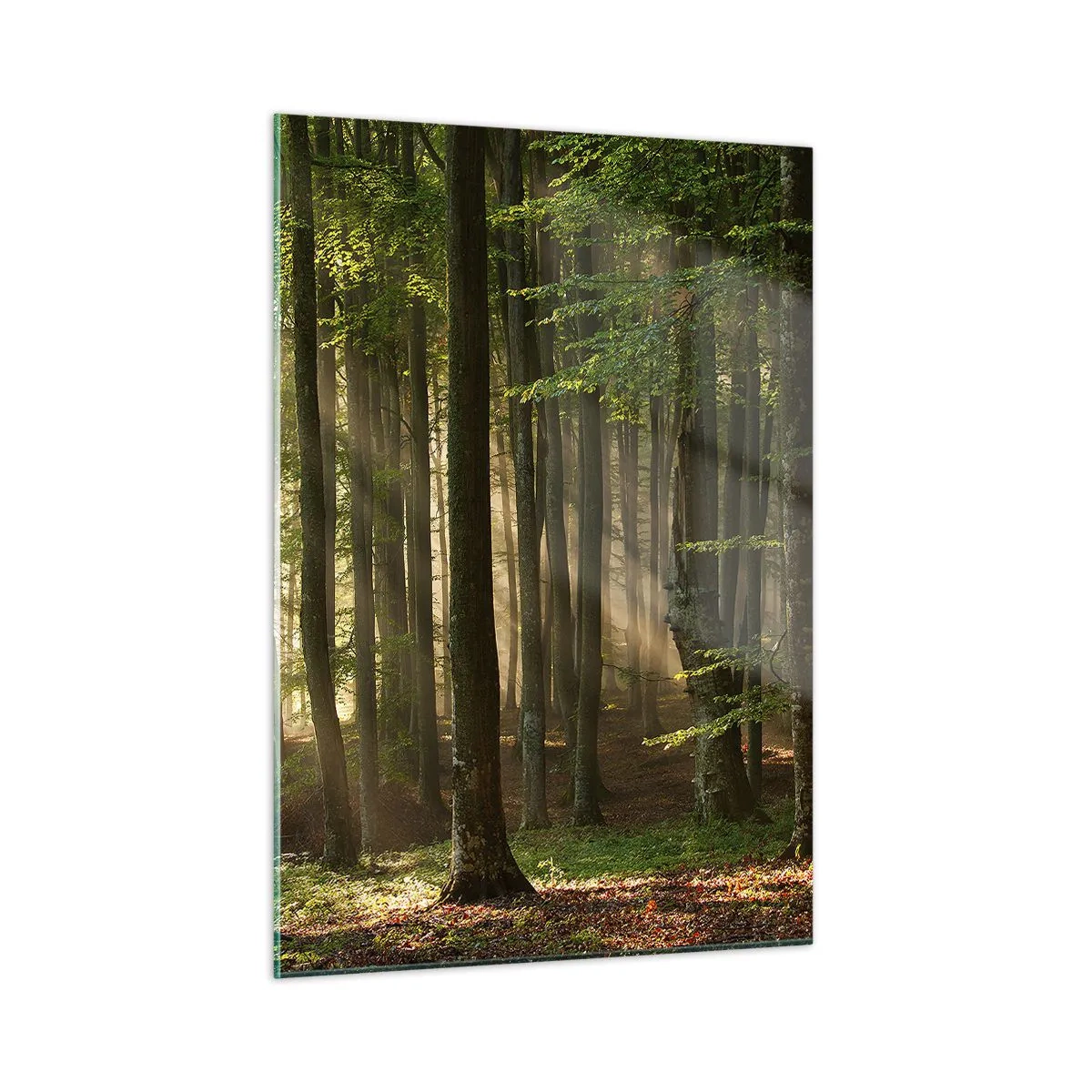 Obraz na skle - Rozzářený v jarním ránu - 50x70 cm
