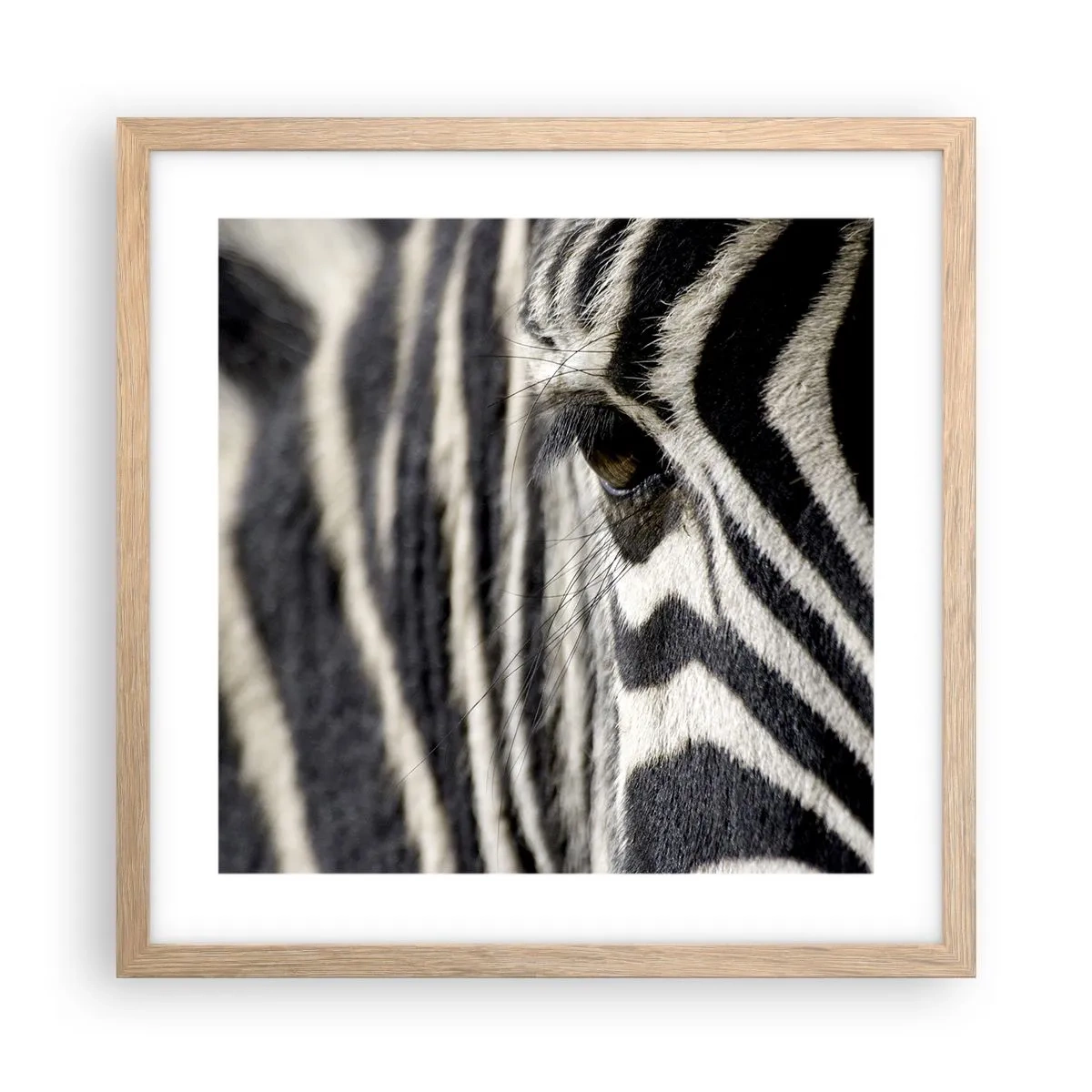 Plakát v rámu světlý dub - Portrét s pruhy - 40x40 cm