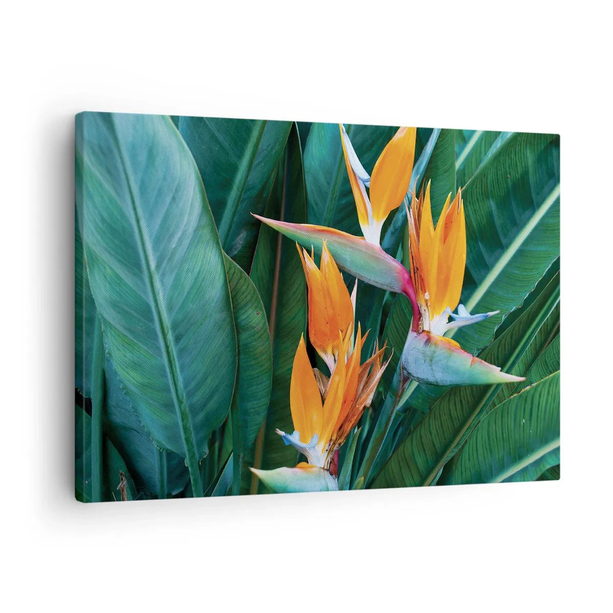 Obraz na plátně - Exotické květy strelitzie obklopené zelenými listy - 70x50cm - Je to květina, nebo pták? - Moderní nástěnná dekorace do obývacího pokoje a ložnice ARTTOR