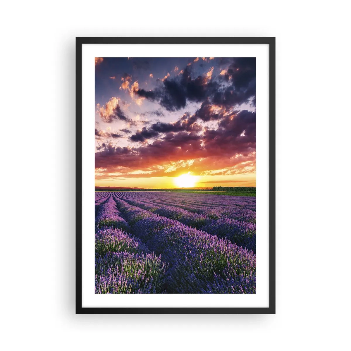 Plakát v černém rámu - Levandulové pole při západu slunce - 50x70cm - Levandulový svět - Moderní nástěnná dekorace do obývacího pokoje a ložnice ARTTOR