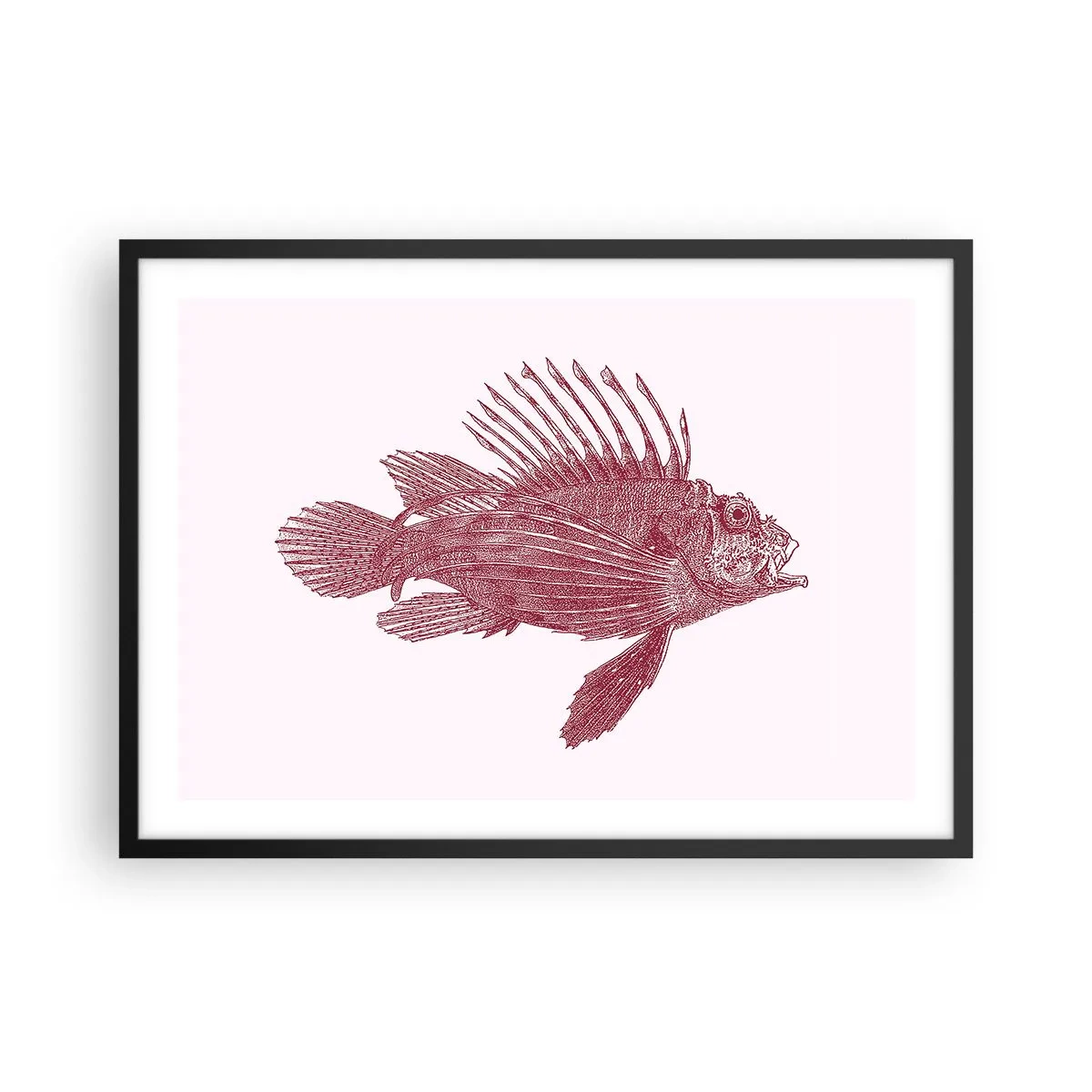 Plakát v černém rámu - Obyvatelka exotických vod - 70x50 cm