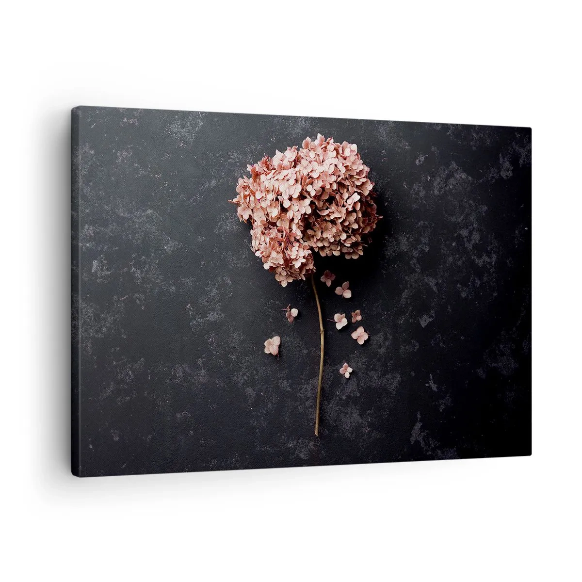 Obraz na plátně - Jemný květ hortenzie na tmavém pozadí - 70x50cm - Skutečně romantické znamení - Moderní nástěnná dekorace do obývacího pokoje a ložnice ARTTOR