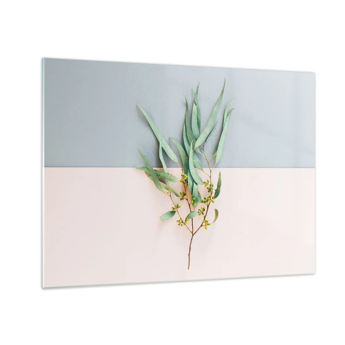 Obraz na skle - Snítka eukalyptu na pastelovém pozadí - 70x50cm - Pastelová jemnost - Moderní nástěnná dekorace do obývacího pokoje a ložnice ARTTOR