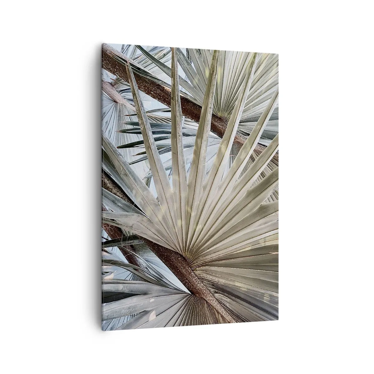 Obraz na plátně - Vějíře v tropech - 70x100 cm