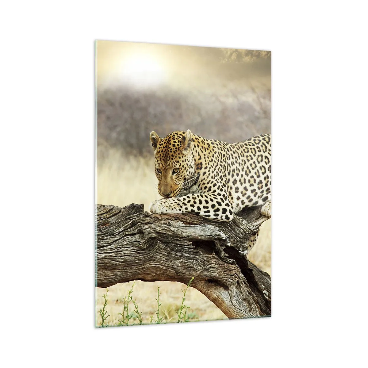 Obraz na skle - Chodím vlastními cestami - 70x100 cm