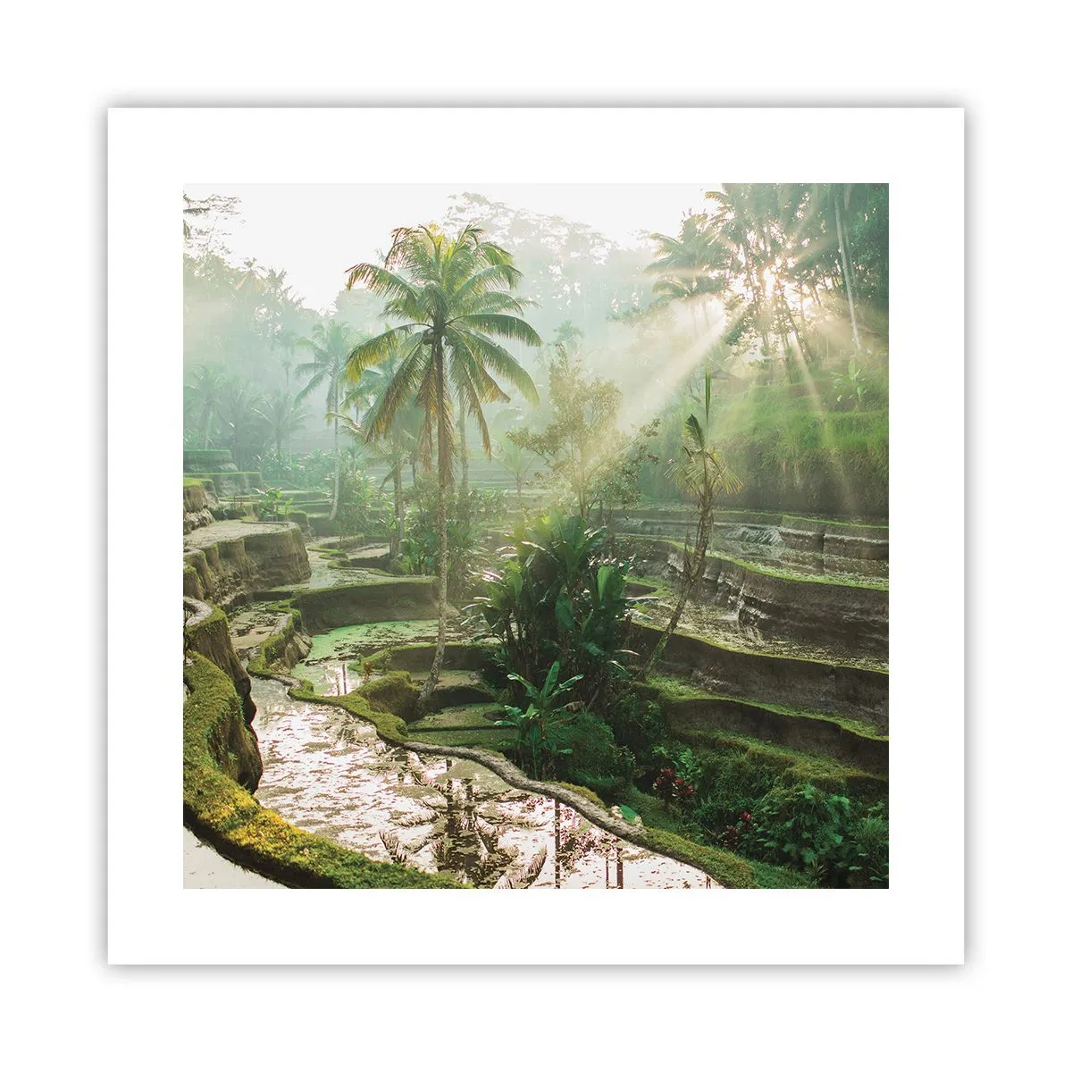 Plakát - Vyrůstát na slunci - 40x40 cm