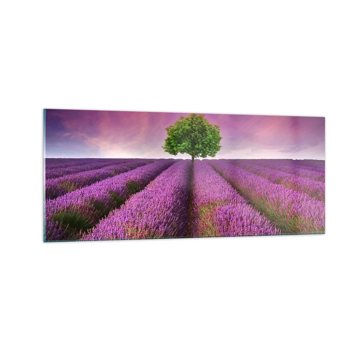 Obraz na skle - Na levandulových polích - 100x40 cm