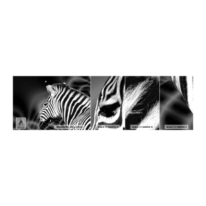 Fototapeta Vzorek Standard Eco - Bílé je bílé a černé je černé - Žebra, Černý a bílý, Zvířata - 100x30 cm