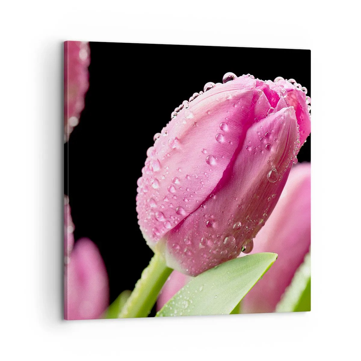 Obraz na plátně - Liliový sen v rose - 60x60 cm