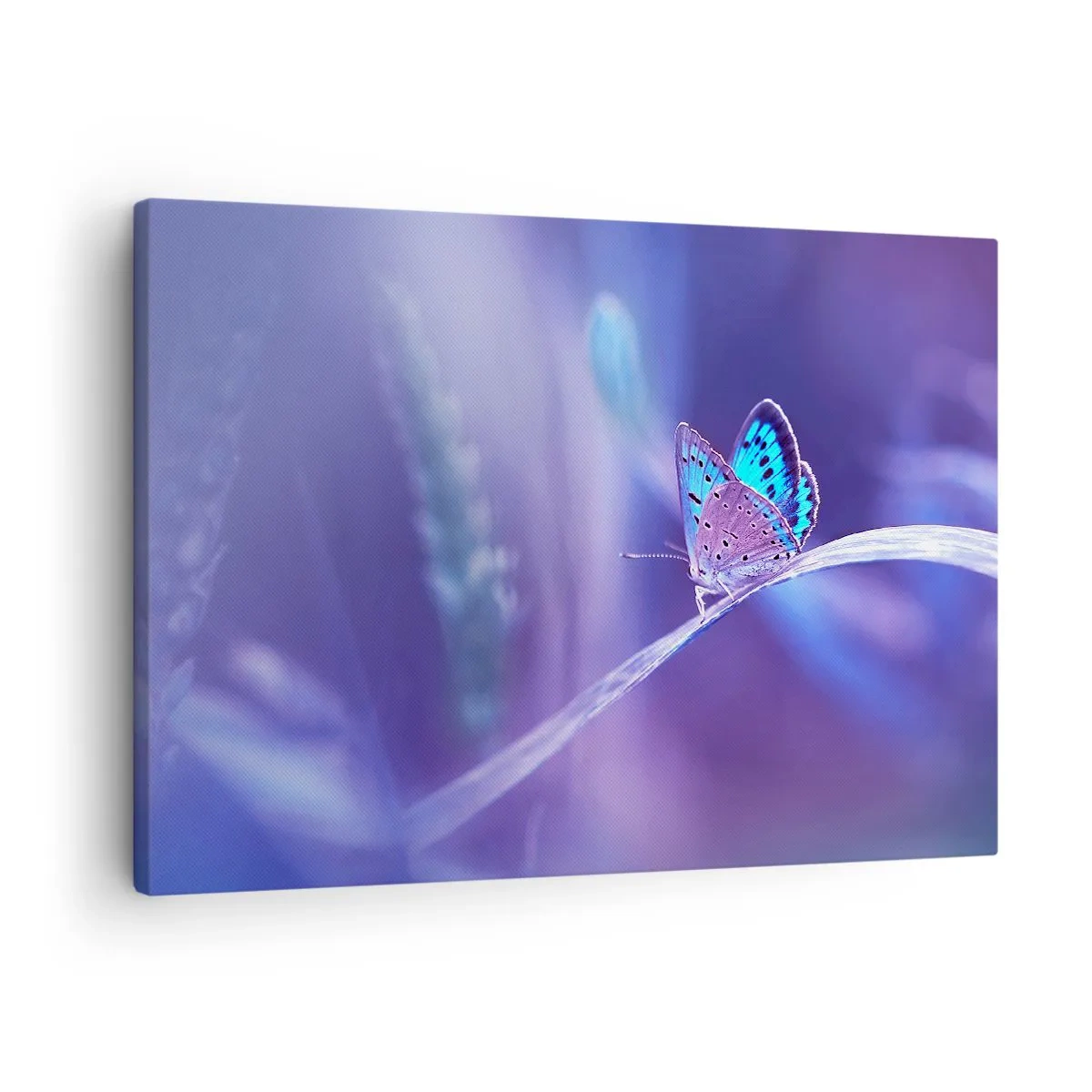 Obraz na plátně - Jemný modrý motýl na stonku ve fialovém světle - 70x50cm - Klenot přírody - Moderní nástěnná dekorace do obývacího pokoje a ložnice ARTTOR
