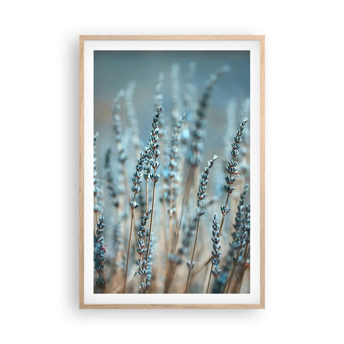 Plakát v rámu světlý dub - Voňavý lán - 61x91 cm