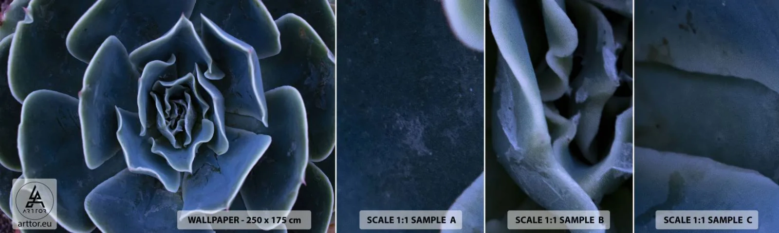 Vzor Fototapety Samolepicí Deluxe Sticker - Pouštní květ - Květ agáve, Květ, Příroda - 100x30 cm