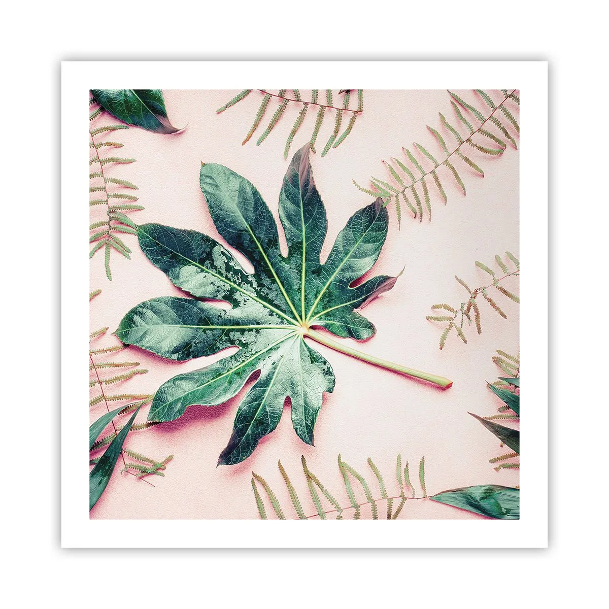 Plakát - Studie zelené na růžovém pozadí - 60x60 cm