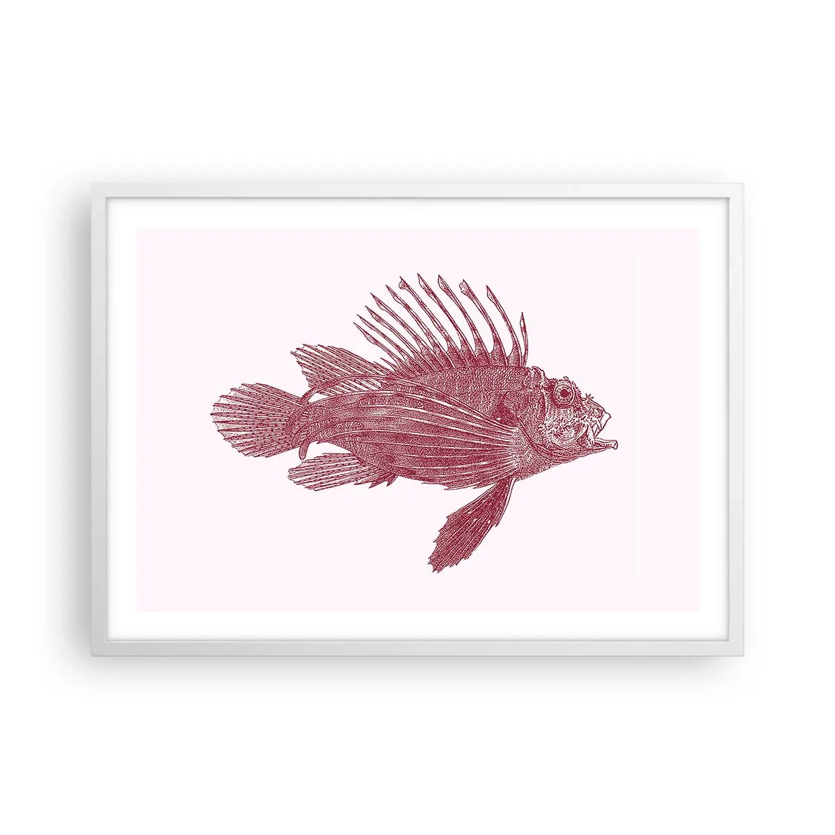 Plakát v bílém rámu - Obyvatelka exotických vod - 70x50 cm