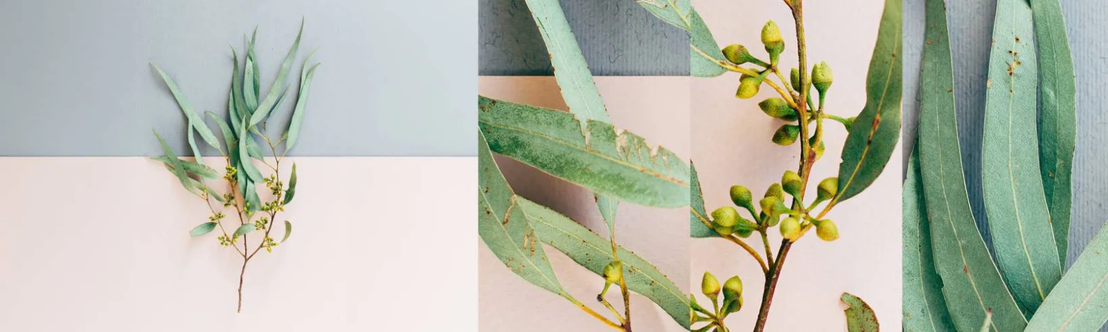 Fototapeta Vzorek Standard Eco - Pastelová jemnost - Pastel, Rostlina, Boho - 100x30 cm