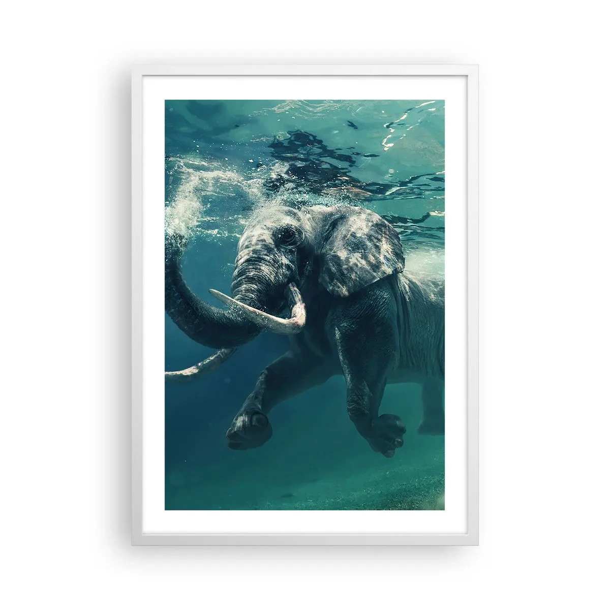 Plakát v bílém rámu - Všichni rádi plavou - 50x70 cm