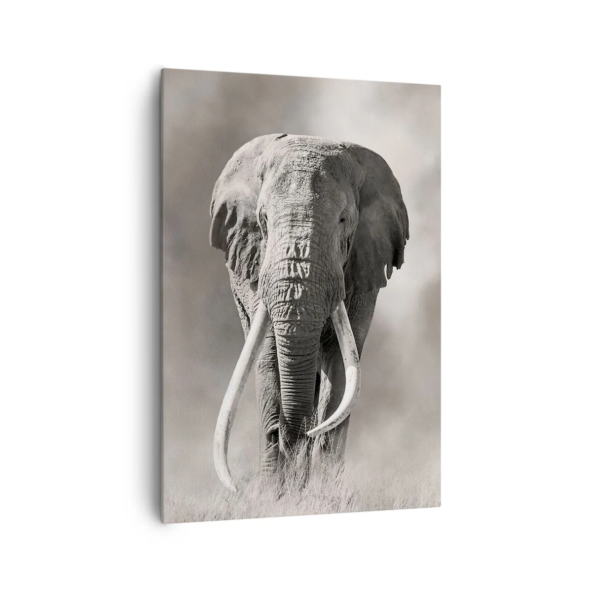 Obraz na plátně - Africký patriarcha - 70x100 cm