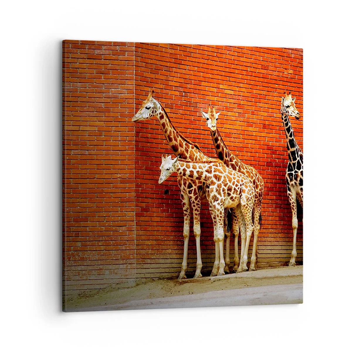 Obraz na plátně - Vidíte nějaký akát? - 50x50 cm