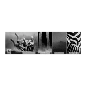 Vzor Fototapety Premium Sand - Je to k popukání - Zvířata, Žebra, Příroda - 100x30 cm