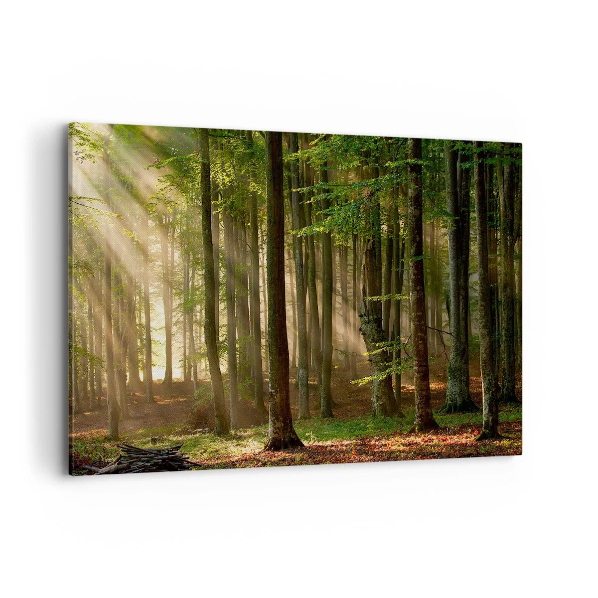 Obraz na plátně - Rozzářený v jarním ránu - 120x80 cm