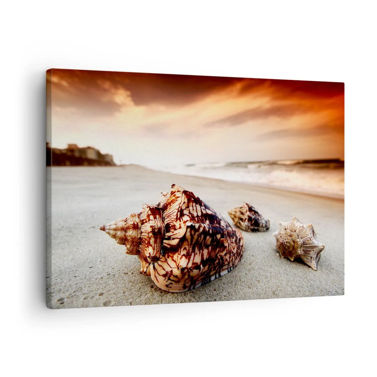 Obraz na plátně - Mušle na pláži při západu slunce - 70x50cm - Vyvrženci vln - Moderní nástěnná dekorace do obývacího pokoje a ložnice ARTTOR