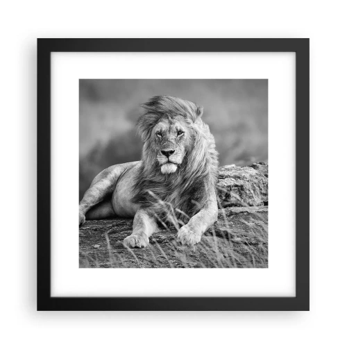 Plakát v černém rámu - Královská siesta - 30x30 cm