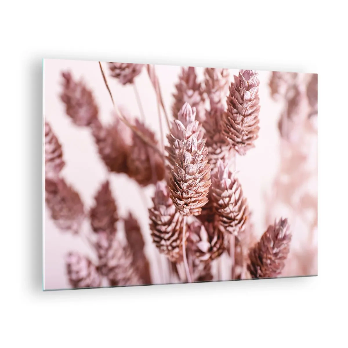 Obraz na skle - Sušené klasy trávy v odstínech pudrově růžové - 70x50cm - Zdánlivě nenápadné - Moderní nástěnná dekorace do obývacího pokoje a ložnice ARTTOR