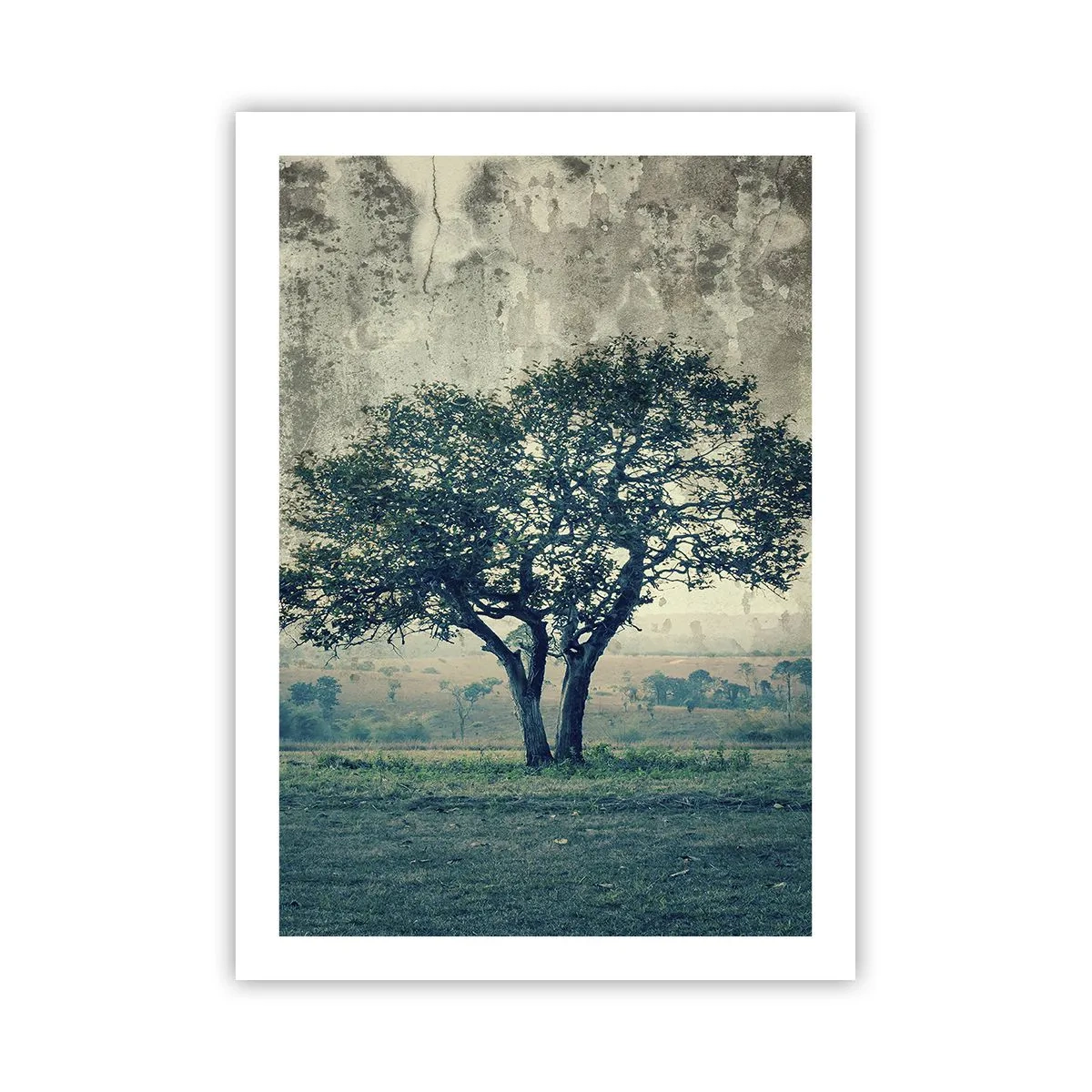 Plakát - Jabloň na modrém poli? - 50x70 cm