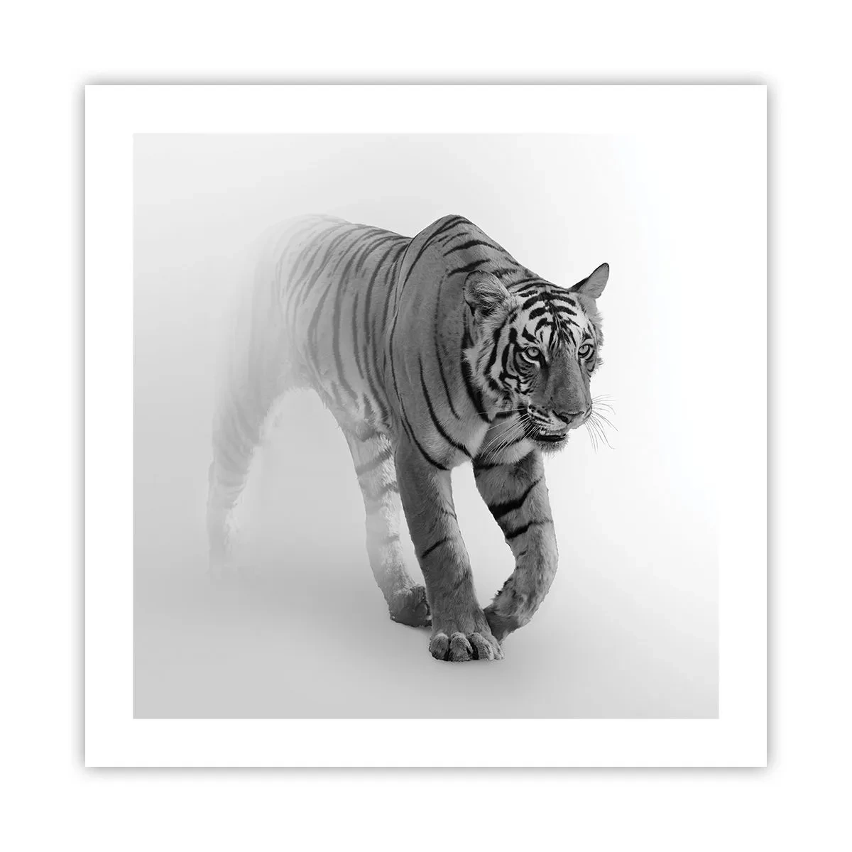 Plakát - Přikrčený v mlze - 50x50 cm