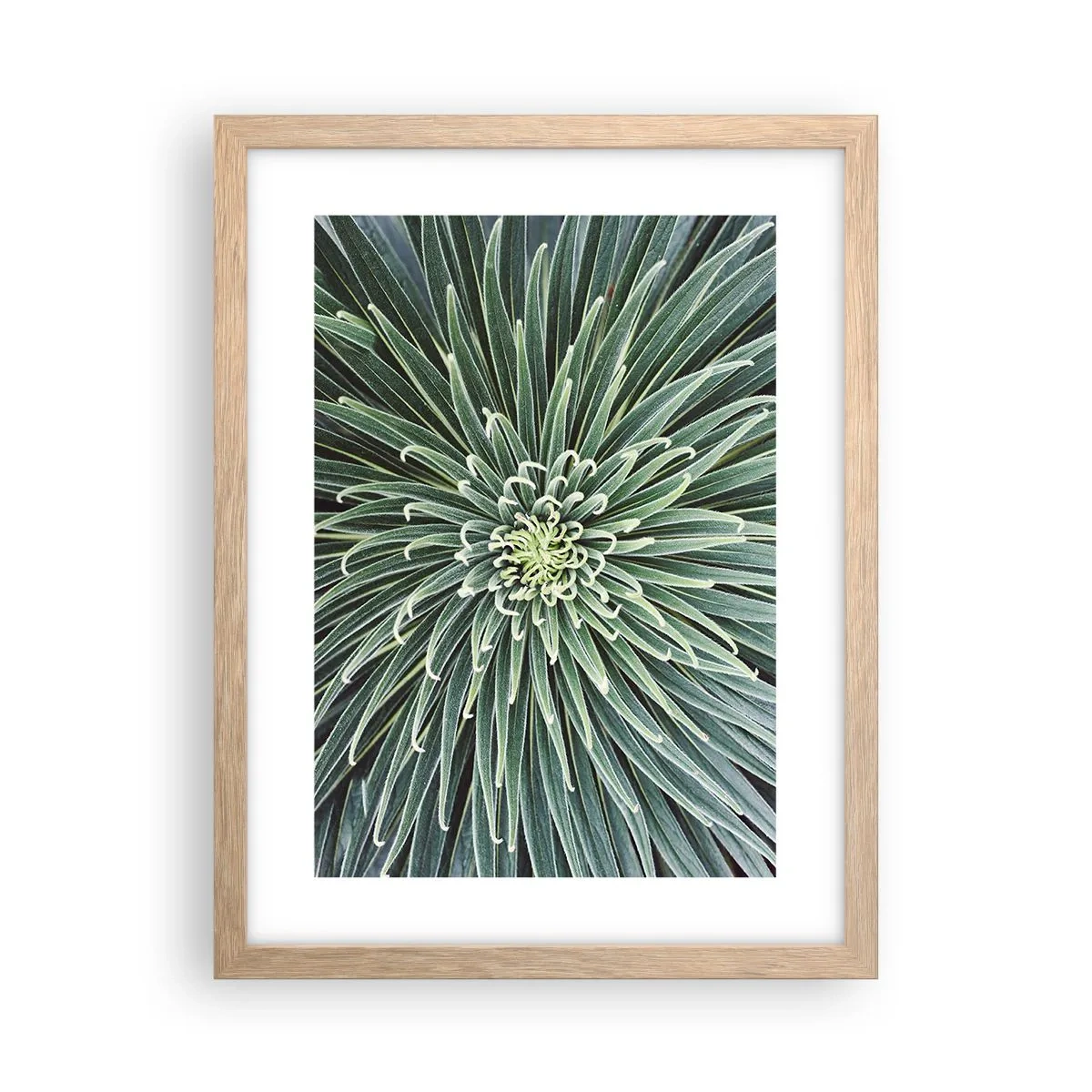 Plakát v rámu světlý dub - Zrození hvězdy - 30x40 cm