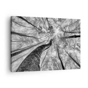 Obraz na plátně - Perspektiva stromů v lese při pohledu zespodu v odstínech šedé - 70x50cm - Závod ke světlu - Moderní nástěnná dekorace do obývacího pokoje a ložnice ARTTOR