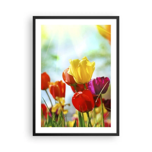 Plakát v černém rámu - Barevné tulipány na slunci - 50x70cm - Všechny barvy slunce - Moderní nástěnná dekorace do obývacího pokoje a ložnice ARTTOR