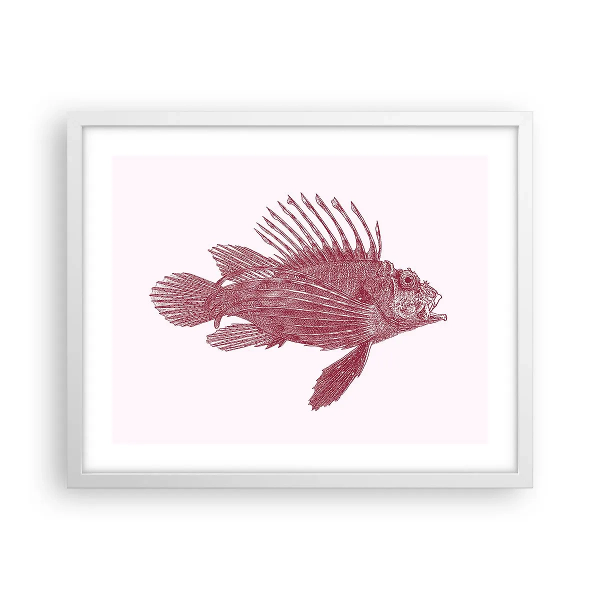 Plakát v bílém rámu - Obyvatelka exotických vod - 50x40 cm