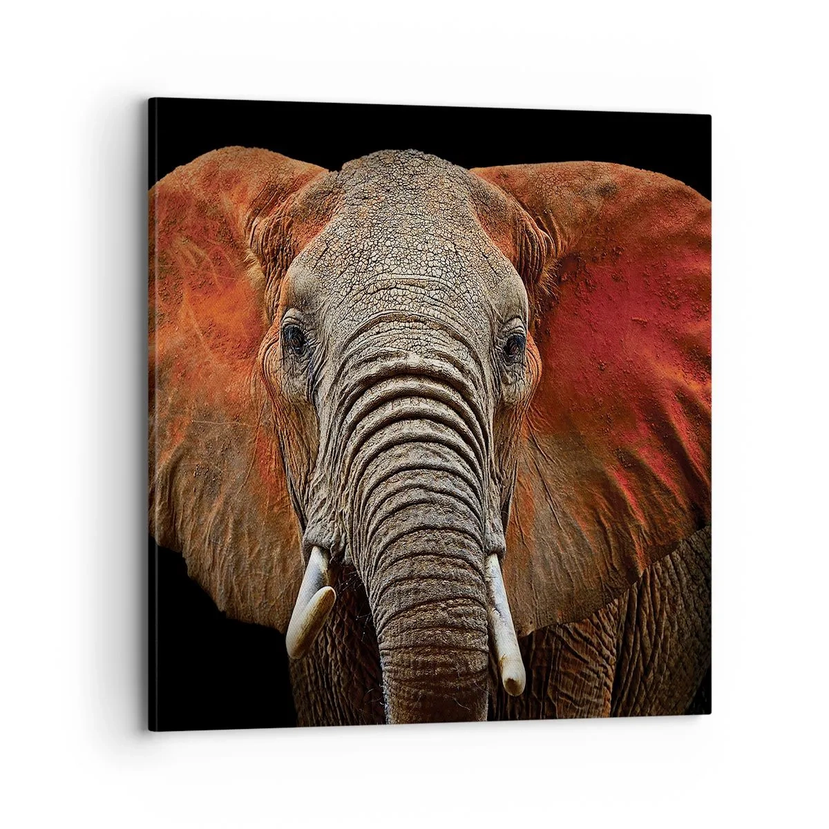 Obraz na plátně - Jsem divoký, a ty? - 70x70 cm