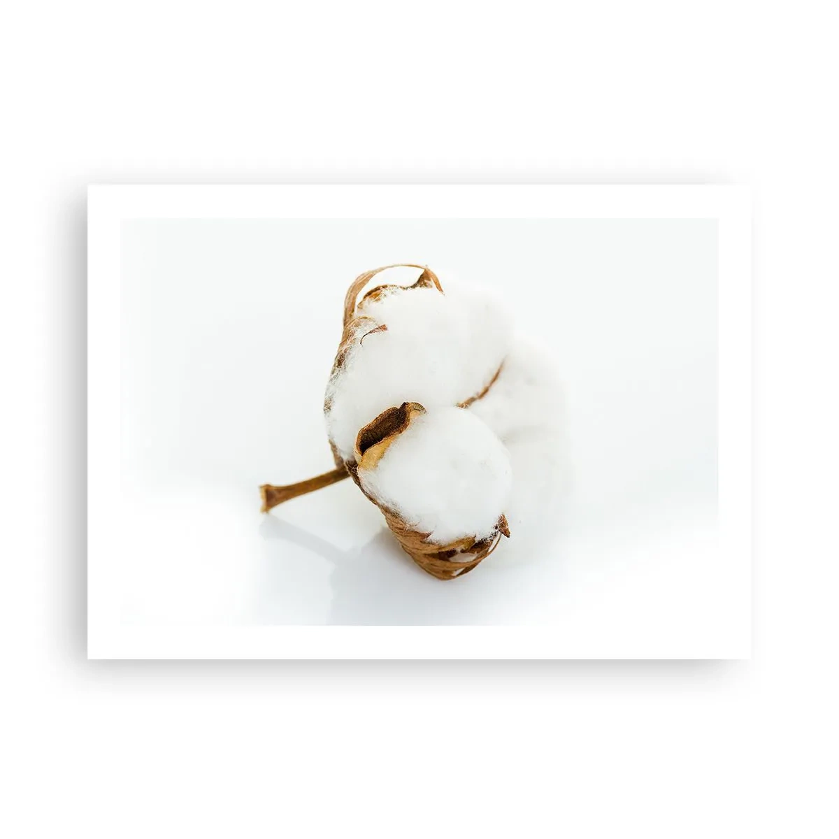 Plakát - Měkká od přírody - 70x50 cm