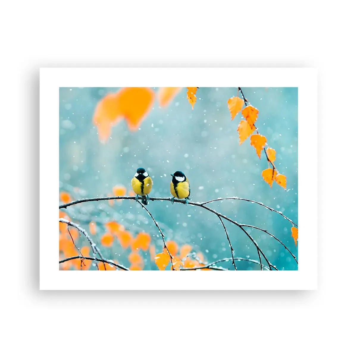 Plakát - Ptačí drby - 50x40 cm