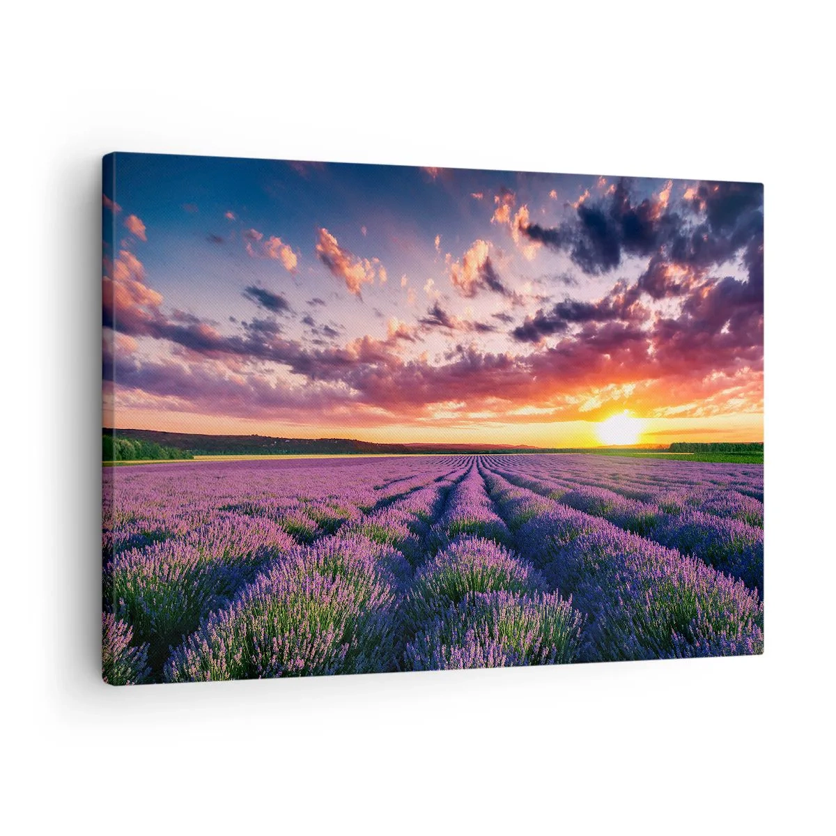 Obraz na plátně - Levandulové pole při západu slunce s barevnou oblohou - 70x50cm - Levandulový svět - Moderní nástěnná dekorace do obývacího pokoje a ložnice ARTTOR