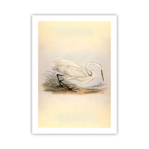Plakát - Paní rákosin - 50x70 cm