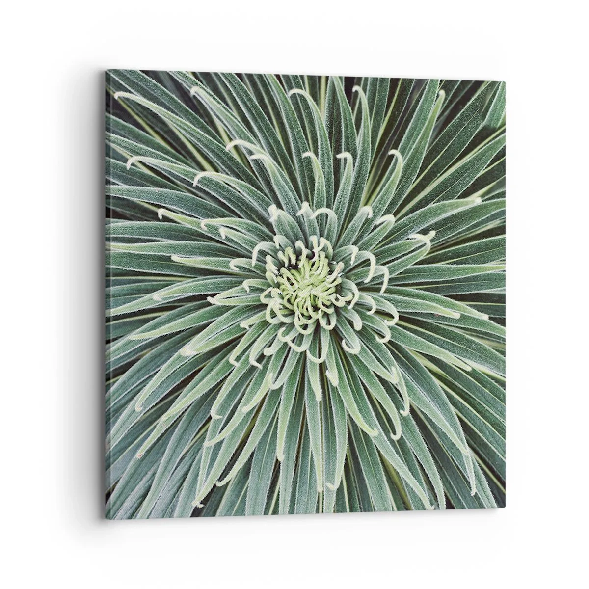 Obraz na plátně - Zrození hvězdy - 70x70 cm