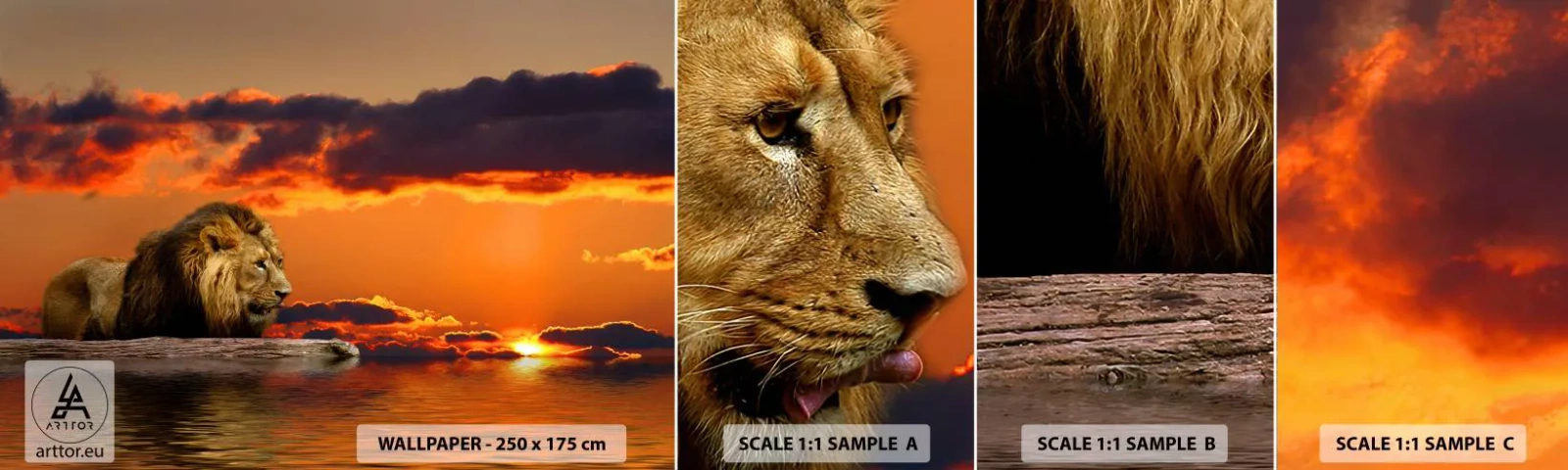 Fototapeta Vzorek Standard Eco - Král přírody - Lev, Západ slunce, Zvířata - 100x30 cm