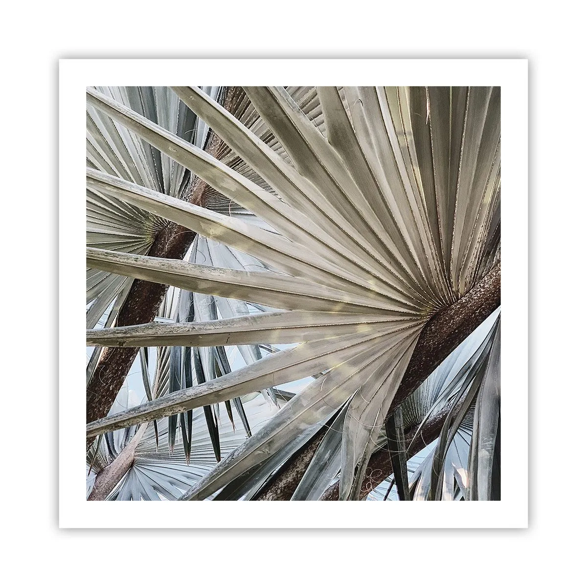 Plakát - Vějíře v tropech - 60x60 cm