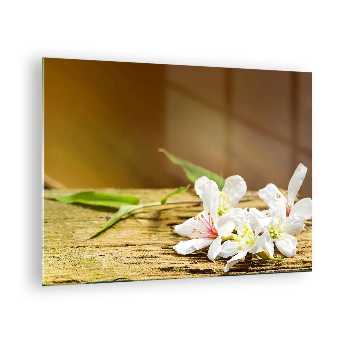 Obraz na skle - Bílé květy na dřevěném pozadí v teplém světle - 70x50cm - Nevinný slib - Moderní nástěnná dekorace do obývacího pokoje a ložnice ARTTOR