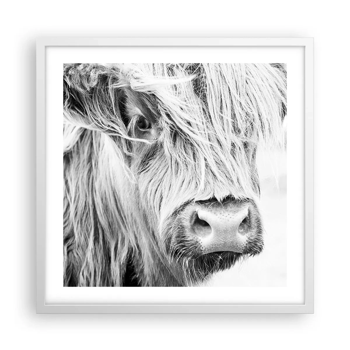 Plakát v bílém rámu - Skotská divokost - 50x50 cm