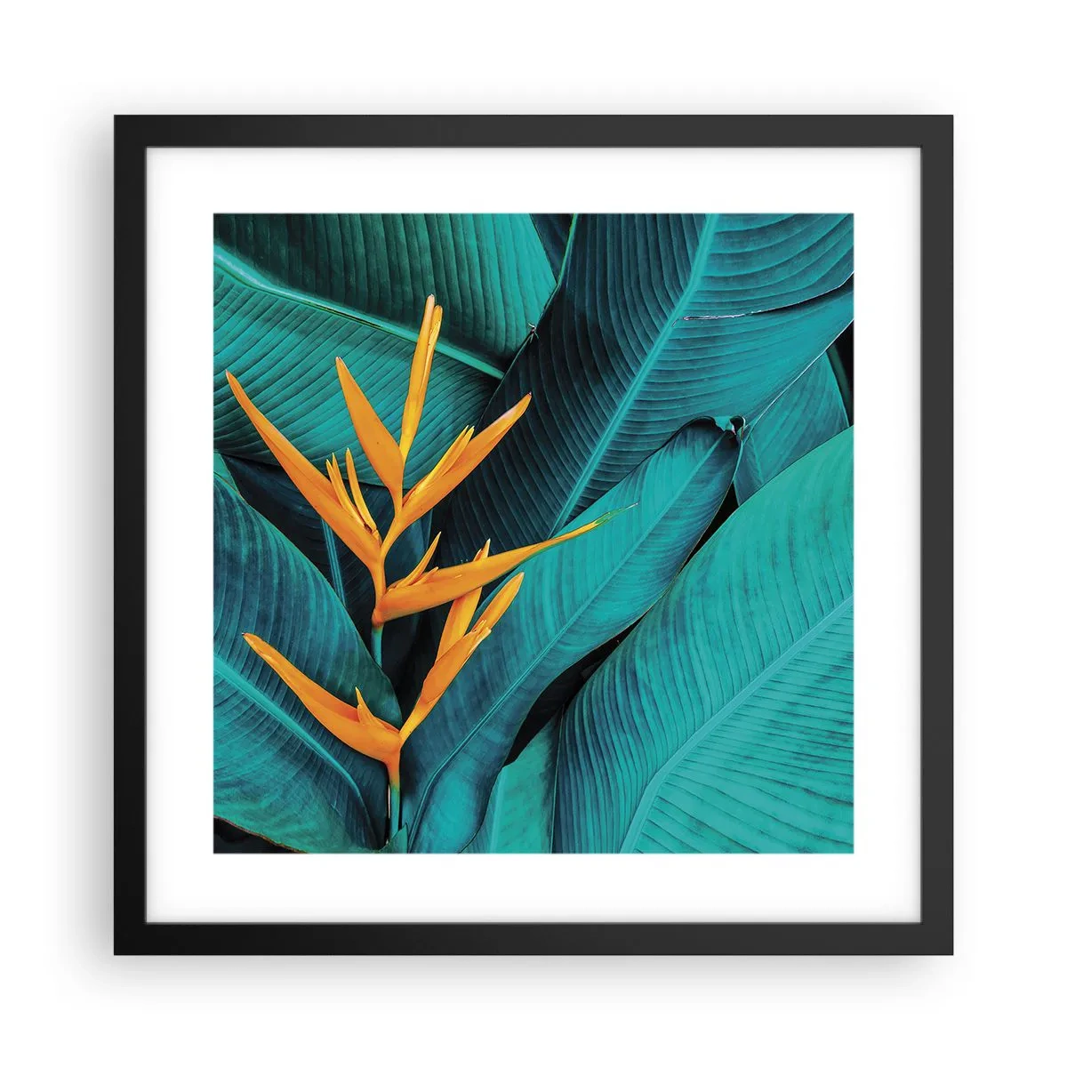 Plakát v černém rámu - Rajský květ - 40x40 cm