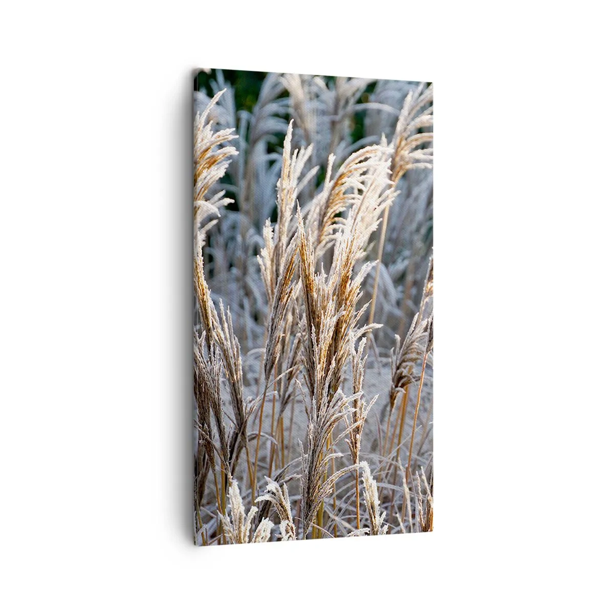 Obraz na plátně - Mrazem pokryté - 45x80 cm